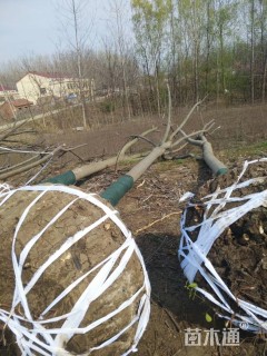 15公分黄山栾树