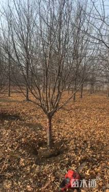 12公分北美海棠