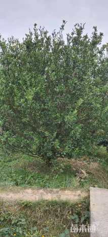 13公分橘树