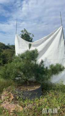 高度140厘米黑松