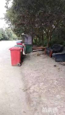 高度100厘米鹤望兰
