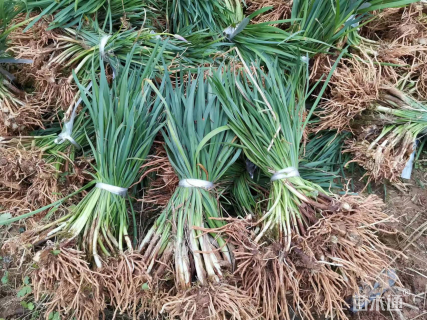 高度20厘米紫娇花