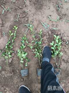 40厘米大叶扶芳藤