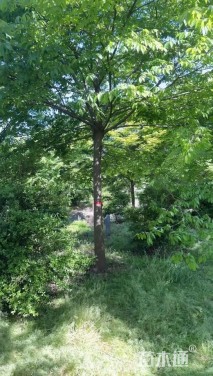 14公分朴树