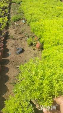 高度8厘米金叶佛甲草