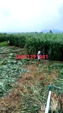 苏丹草种子