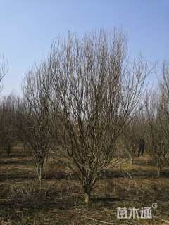 高度350厘米木槿