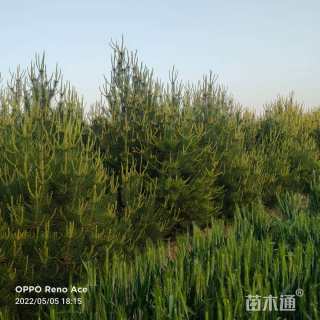 高度300厘米白皮松