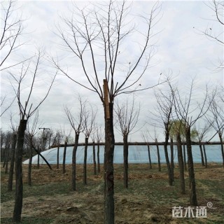 12公分香花槐