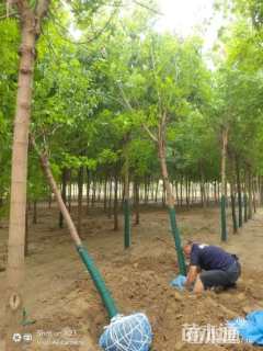 10公分金叶糖槭