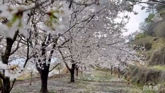 15公分高杆樱花