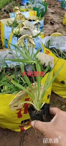 高度30厘米大花萱草