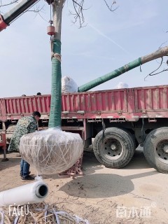 18公分黄山栾树