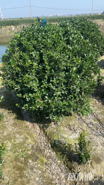 冠幅130厘米大叶黄杨球
