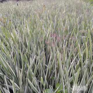 高度35厘米花叶玉蝉花