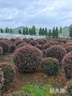 冠幅200厘米红花继木球