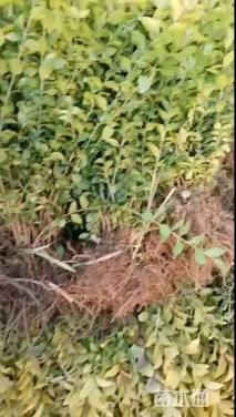 高度50厘米金叶女贞