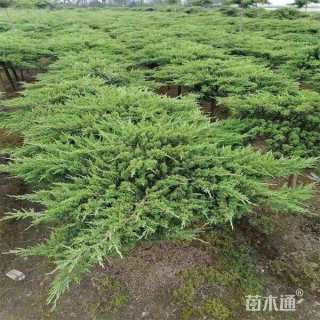 10公分地龙