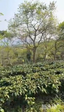 0.5公分冬青