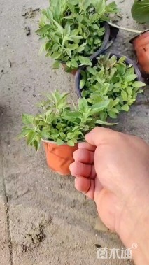 高度25厘米婆婆纳