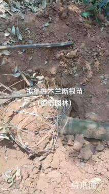 8公分云南拟单性木兰