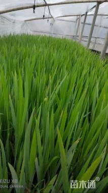 高度20厘米鸢尾