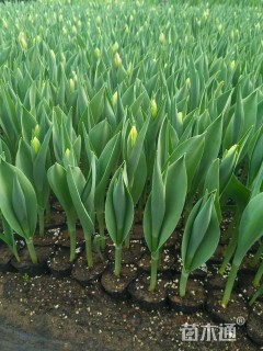 高度15厘米郁金香