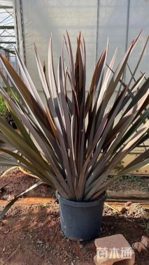 高度40厘米丝兰