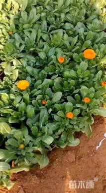 高度20厘米金盏菊