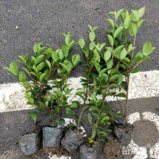 高度30厘米金森女贞