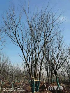10公分丛生朴树