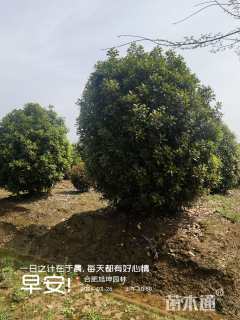 高度350厘米中华石楠