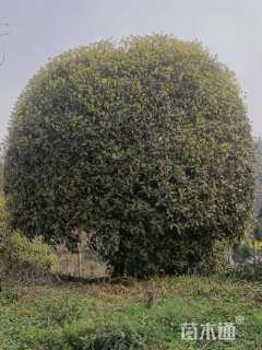 15公分桂花