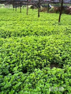 高度20厘米富贵草