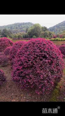 冠幅100厘米红花继木球