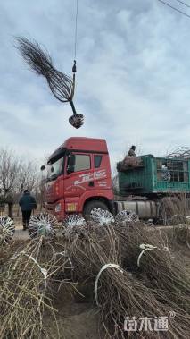 12公分撒金碧桃