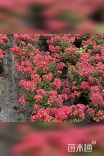 高度100厘米矮生紫薇