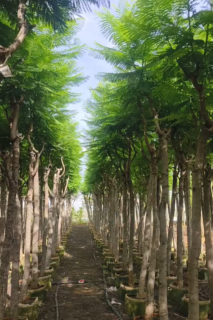 7公分蓝花楹
