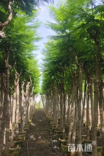 7公分蓝花楹