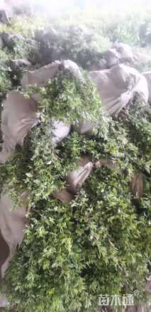 高度30厘米六月雪