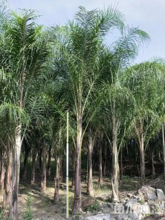 裸干高200厘米金山葵