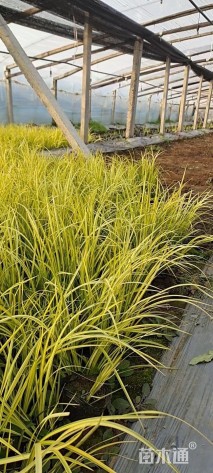 高度30厘米金叶石菖蒲