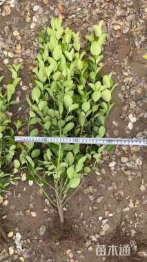 高度60厘米胶东卫矛