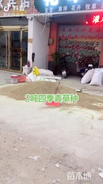 蜂室花种子
