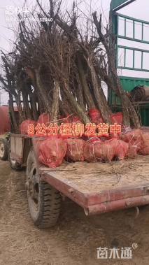 高度1.50厘米柽柳