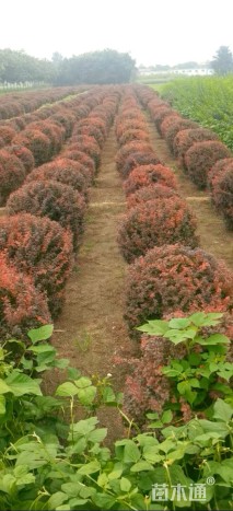 冠幅80厘米紫叶小檗球