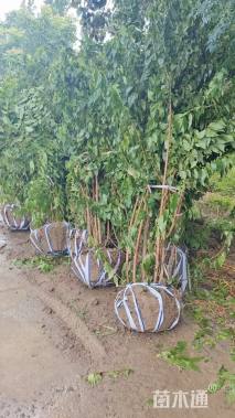 高度200厘米丛生蜡梅