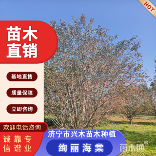 15公分绚丽海棠