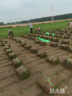 草卷状四季青草坪