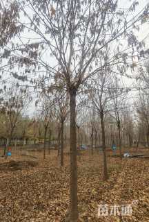 13公分绒毛白蜡